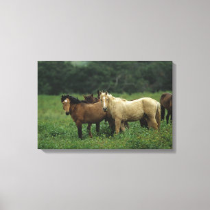 Toile Chevaux Mustang Sauvages 4