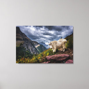 Toile Chèvre de montagne rocheuse