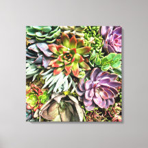 Chic moderne coloré Succulent motif photo