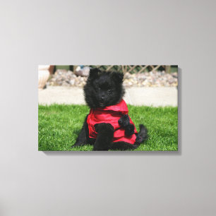 Toile Chien de Poméranie Noire regardant la caméra