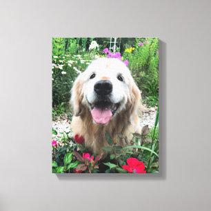 Toile Chien doré souriant parmi les fleurs rouges