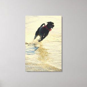 Toile Chien fonctionnant dans l'eau