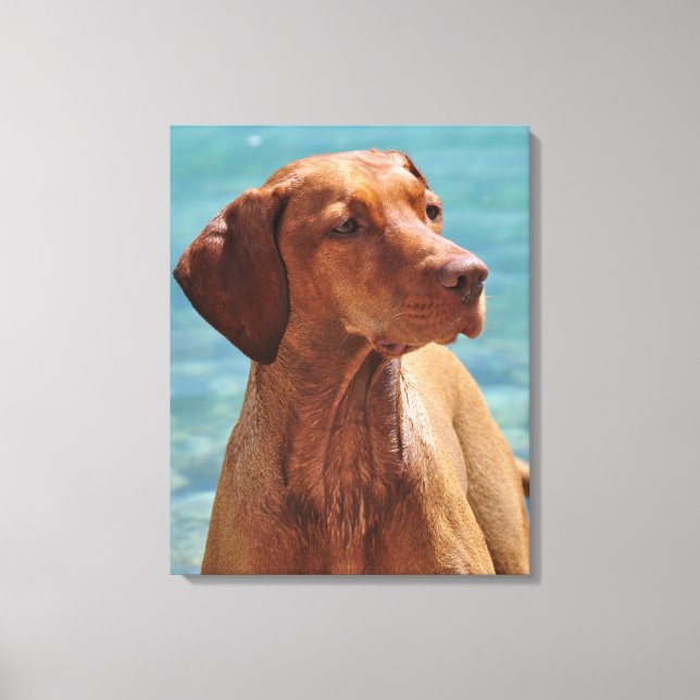 Toile Chien Magyar Vizsla (Recto)