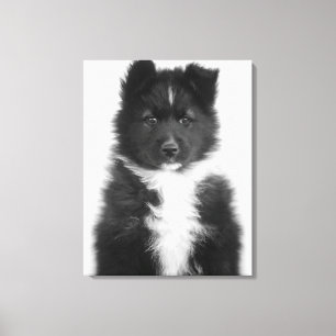 Toile Chien métis, tir de studio