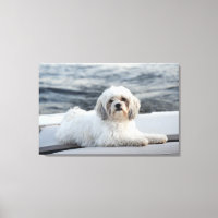 Chien posé au bord de l'eau