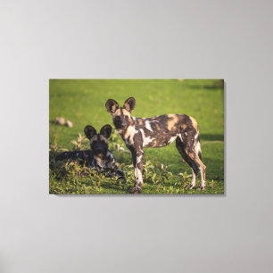 Toile Chiens sauvages africains en Tanzanie