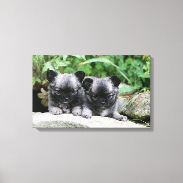 Toile Chihuahua Chiuppies (Recto)