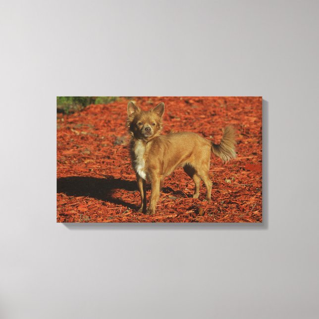 Toile Chihuahua Regardant la caméra (Recto)