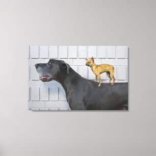 Toile Chihuahua sur le dos du grand Danois