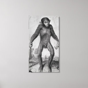 Toile Chimpanzé, 1699