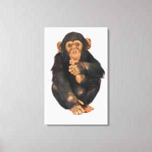 Toile Chimpanzé (troglodytes de casserole). Jeune