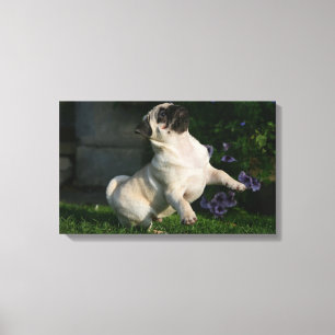 Toile Chiot Carlin inconnu