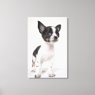 Toile Chiot de Chihuhua se tenant sur le tissu blanc