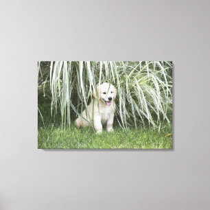 Toile Chiot de Goldendoodle se reposant sous les herbes