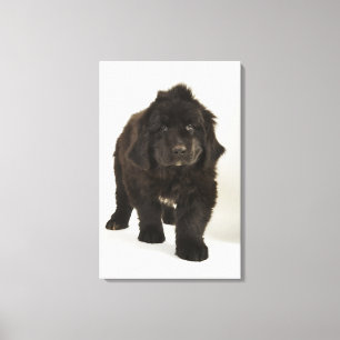 Toile Chiot de Terre-Neuve, studio tourné