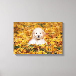 Toile Chiot Goldendoodle En Feuilles Automnes