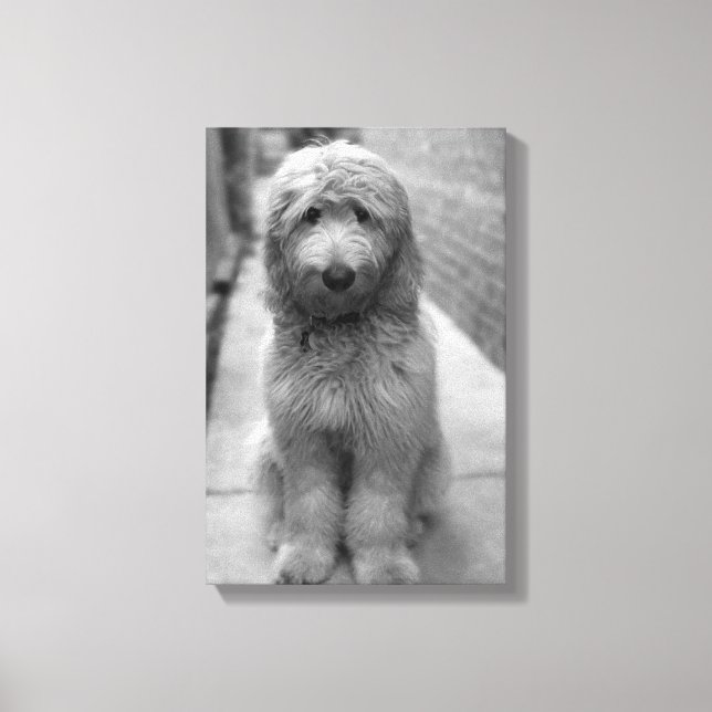 Toile Chiot Goldendoodle en Jardin (Recto)