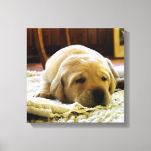 Toile chiot jaune 2 labo