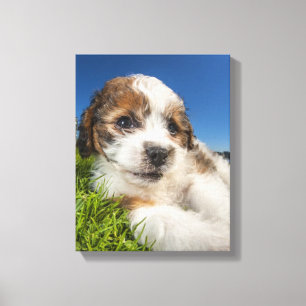 Toile Chiot mignon (Shitzu)