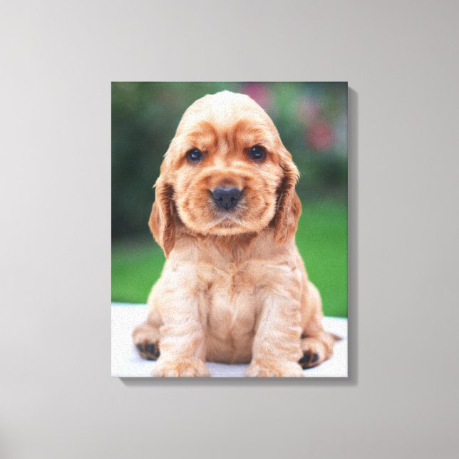 Toile Chiots Coker Spaniel (Recto)