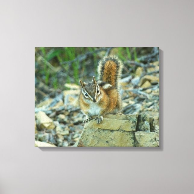 Toile Chipmunk dans le parc national des Glaciers (Recto)