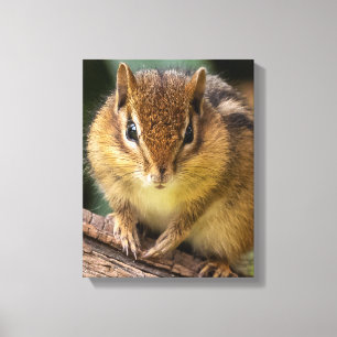 Toile Chipmunk Stare