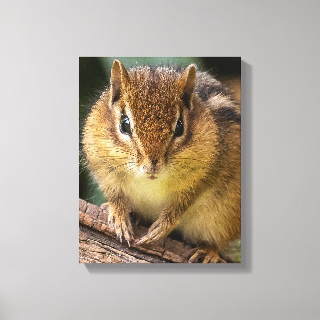 Toile Chipmunk Stare (Recto)
