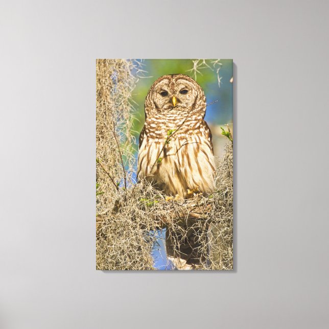 Toile Chouette barrée (Strix varia) perchée dans un cypr (Recto)