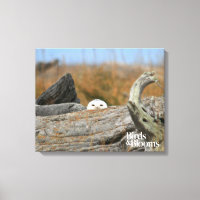Chouette des neiges