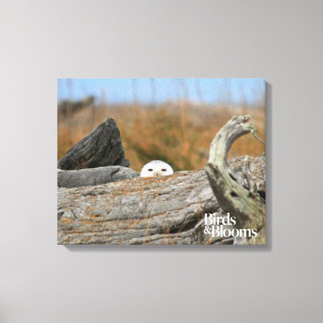 Toile Chouette des neiges (Recto)