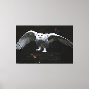 Toile Chouette neige avec ailes ouvertes 60x40 (150x100c