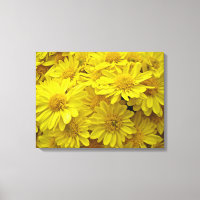 Chrysanthèmes jaune soleil