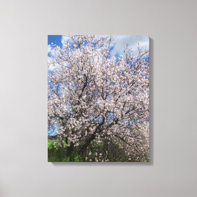 Toile Chypre paysage naturel printemps amandier beauf (Recto)