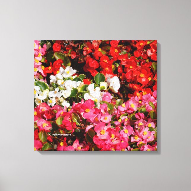 Toile Cire colorée Begonias (Recto)