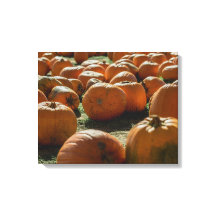 Citrouilles Prévus Pour Halloween
