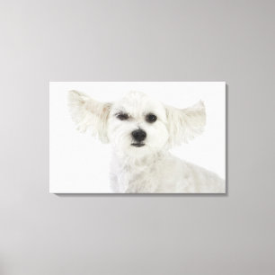 Toile Cligner de l'oeil de chien