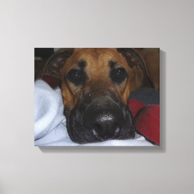 Toile Closeup allemand Shepherd/ Boxer Mix (Recto)