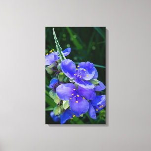 Toile Closeup Plante de la Pire des araignées en pleine 