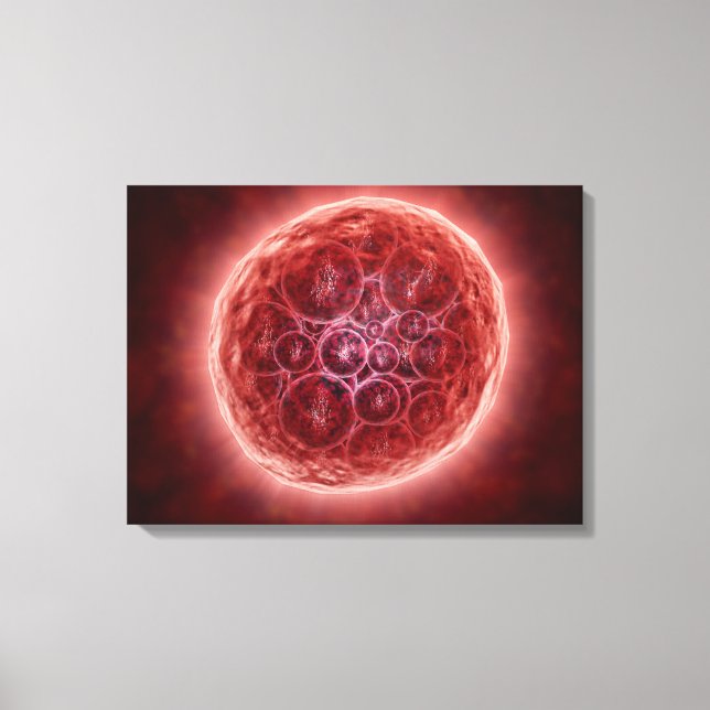 Toile Cluster De Blastomères Formant Une Morula (Recto)