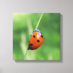 Toile Coccinelle sur une brin d'herbe