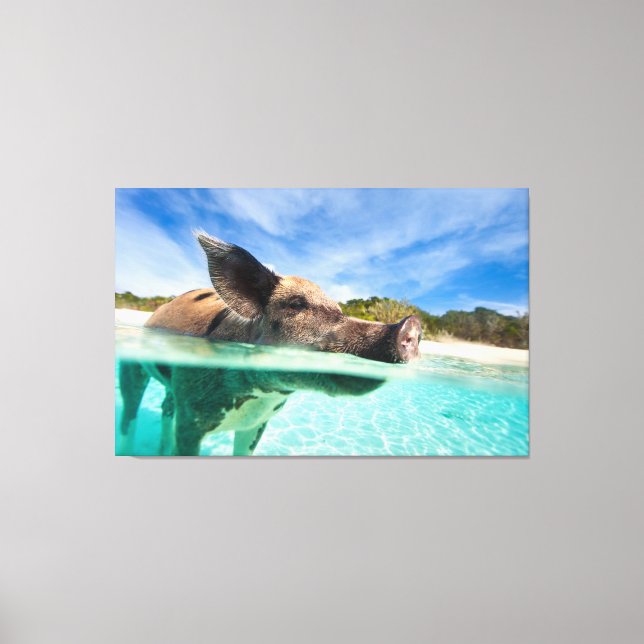 Toile Cochon de natation d'Exuma (Recto)