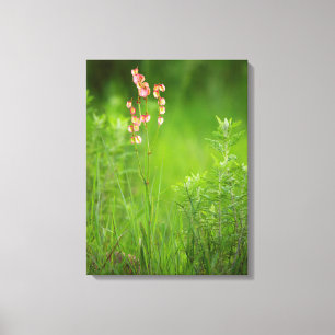 Toile Cœurs de papier (Rumex Woodii), Ukhahlamba 2