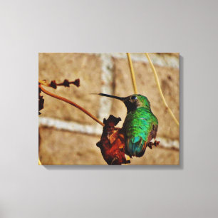 Toile Colibri