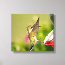 Colibri à gorge rubis