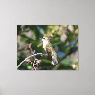 Toile Colibri à gorge rubis