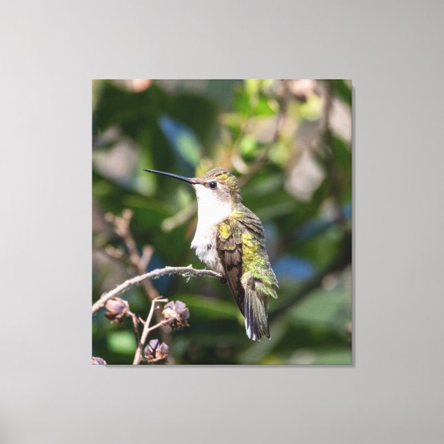 Toile Colibri à gorge rubis (Recto)