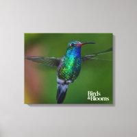 Colibri flottant