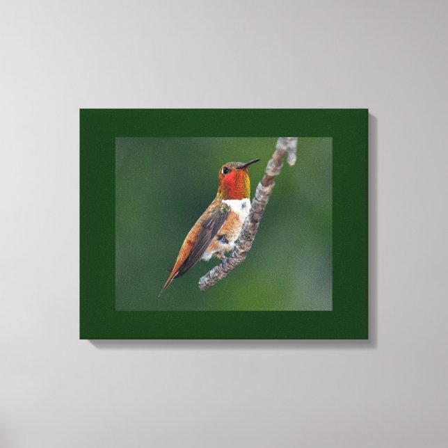 Toile Colibri roux (Recto)