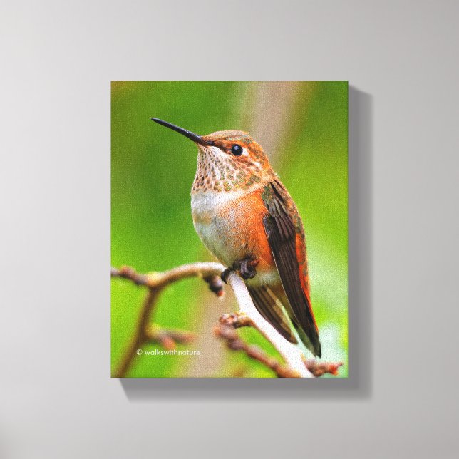 Toile Colibri roux femelle sur le prunier (Recto)