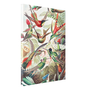 Toile Colibri, Trochilidae Kolibris par Ernst Haeckel